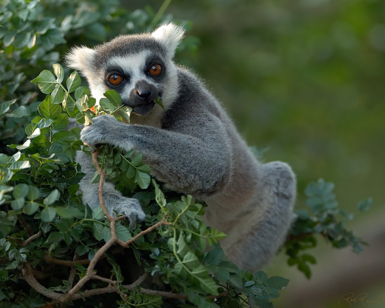 Лемур летающий домашний