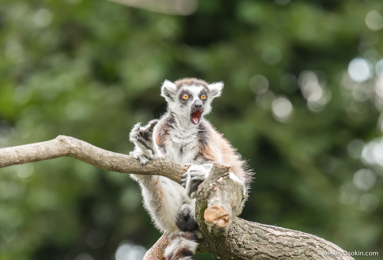Цейлонский Лори