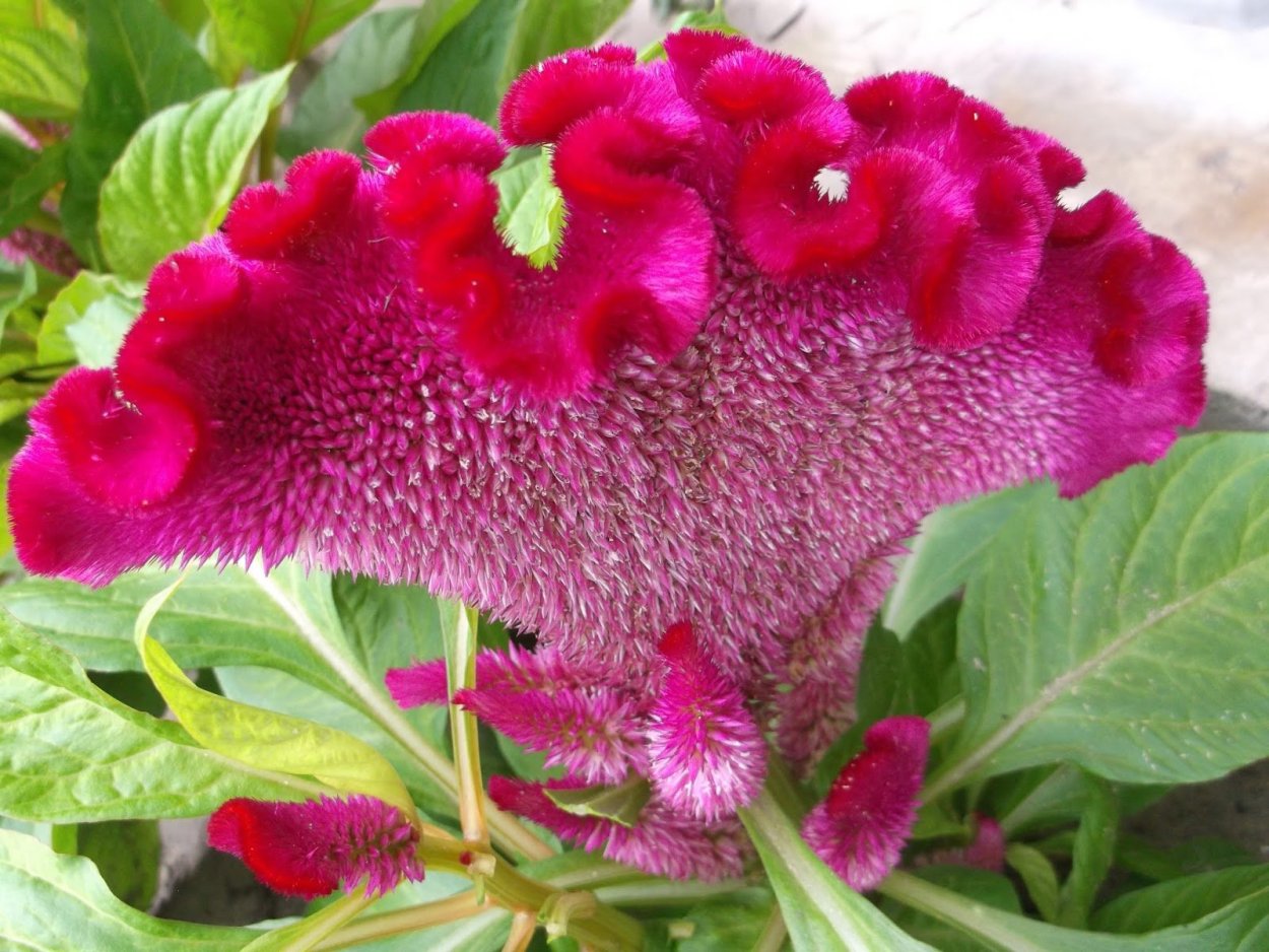 Целозия перистая Павлин