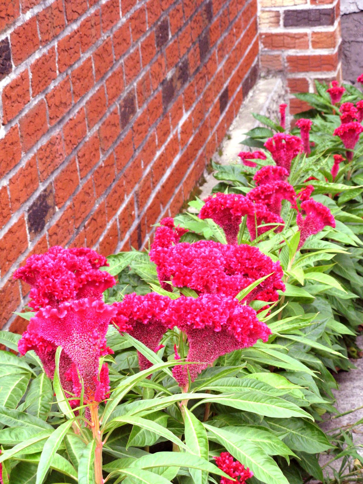 Цветы Петушки гребешки целозия