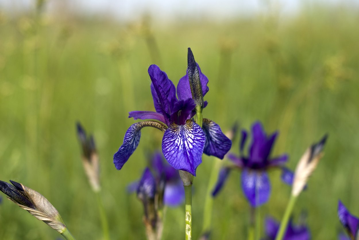 Петушки целозия цветы