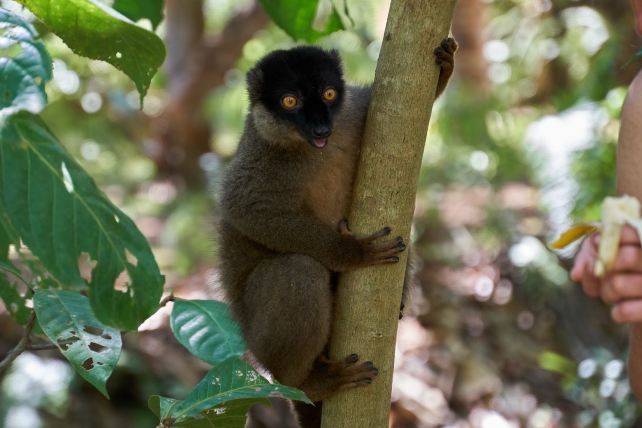 Лемур Лори маленький