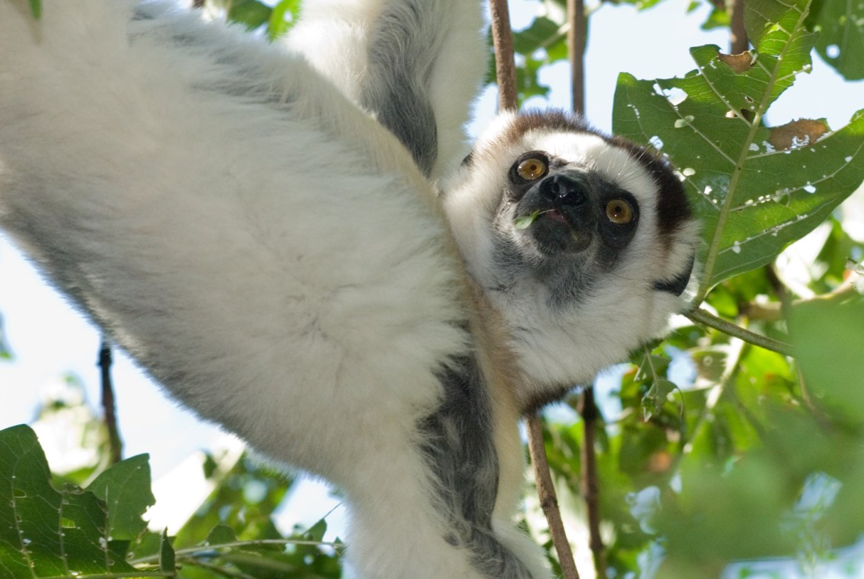 Лемур дикий