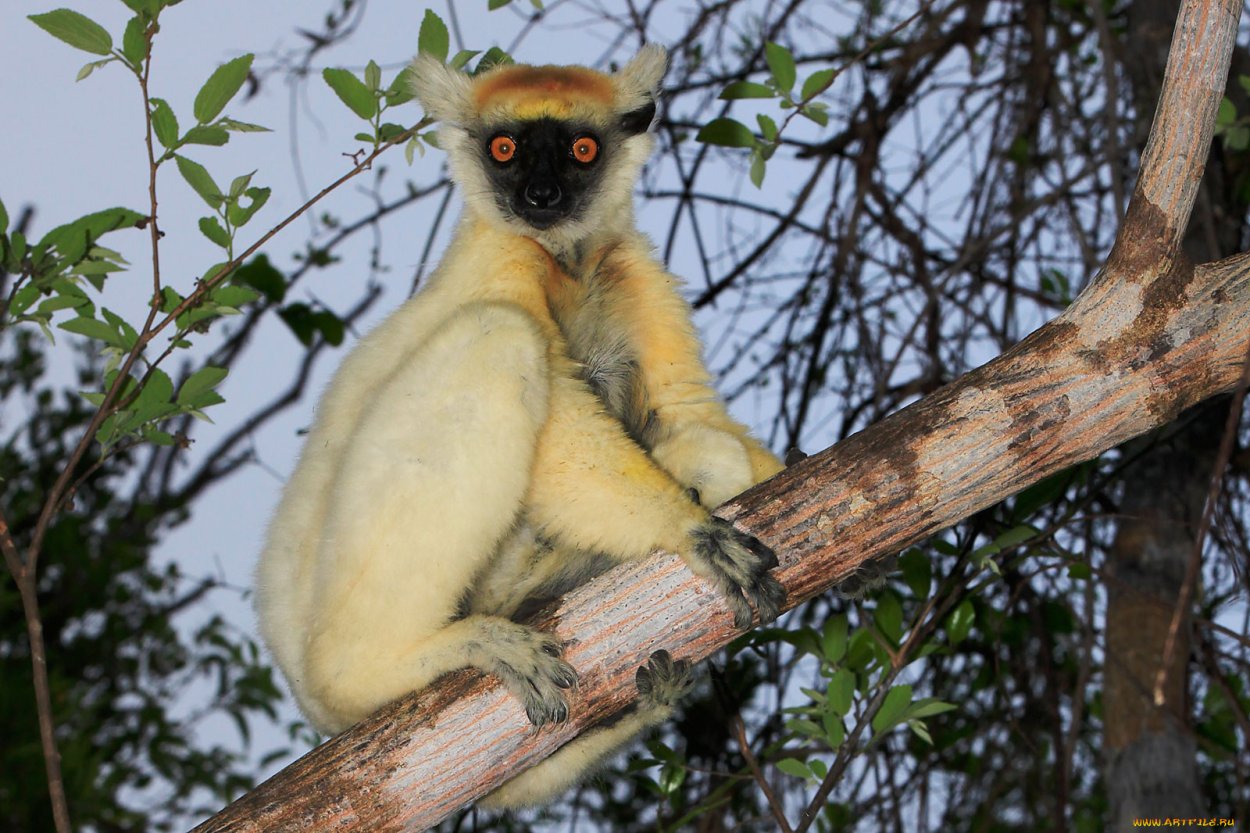 Лемур в джунглях