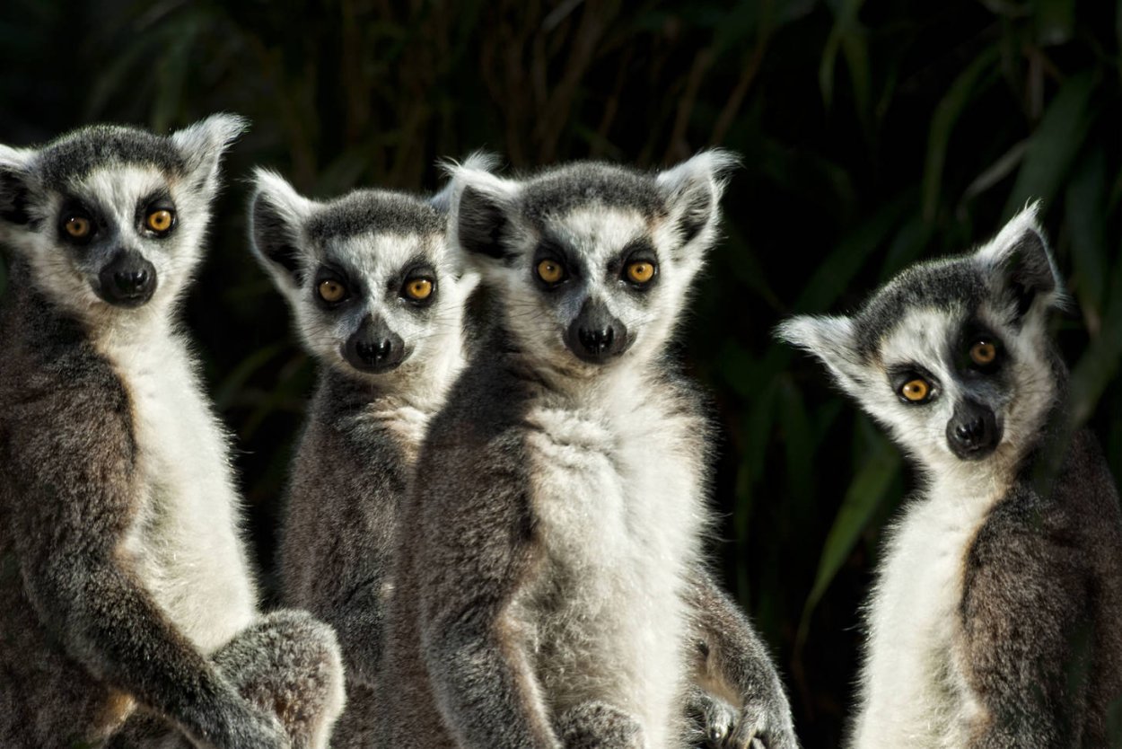 Мадагаскарский лемур Лори