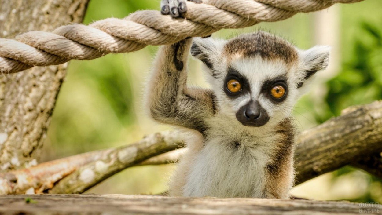 Лемур Лори