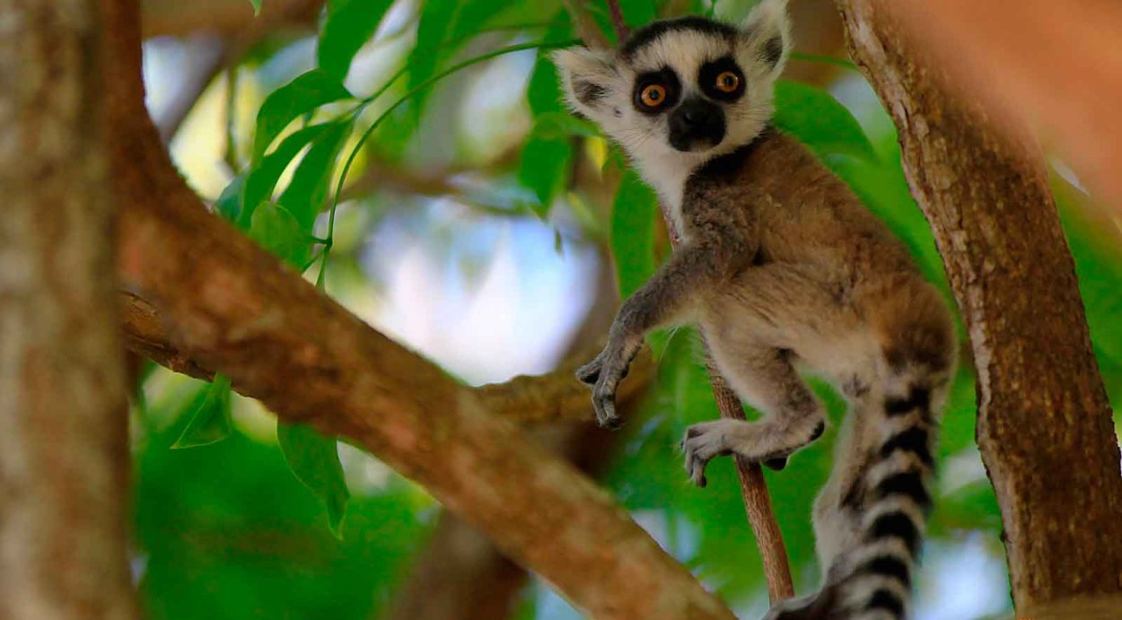 Лемур лежит на ветке