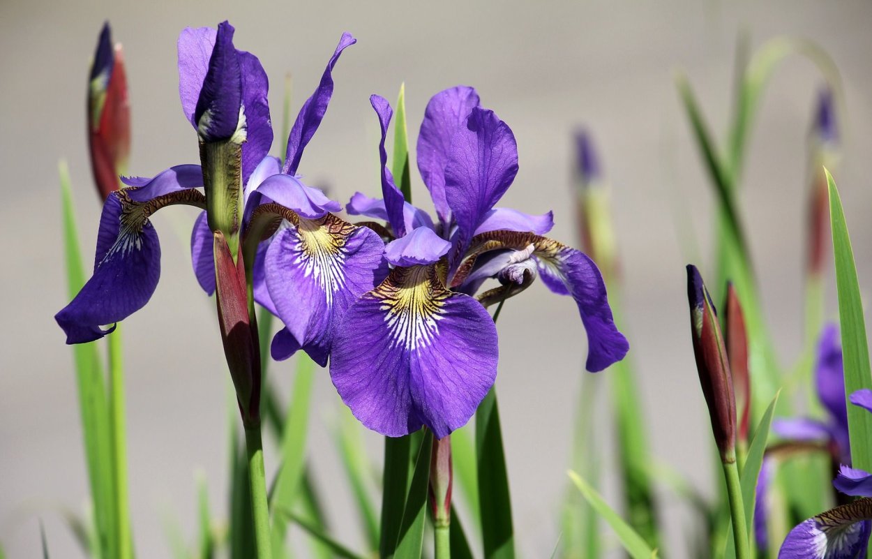 Ирис мечелистный (Iris ensata)