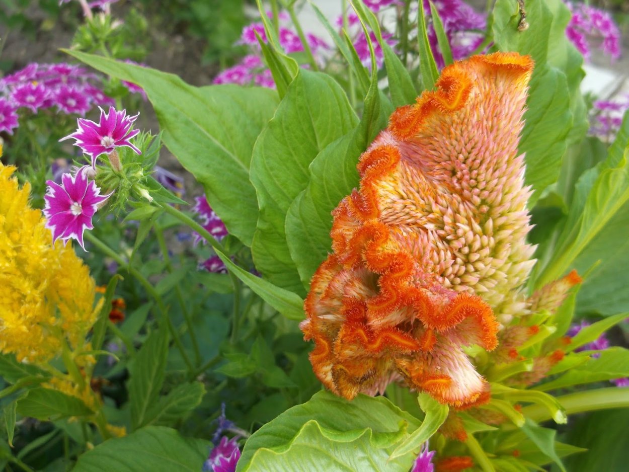 Целозия колосистая Фламинго