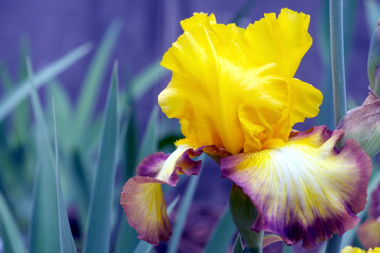 Ирис бородавчатый