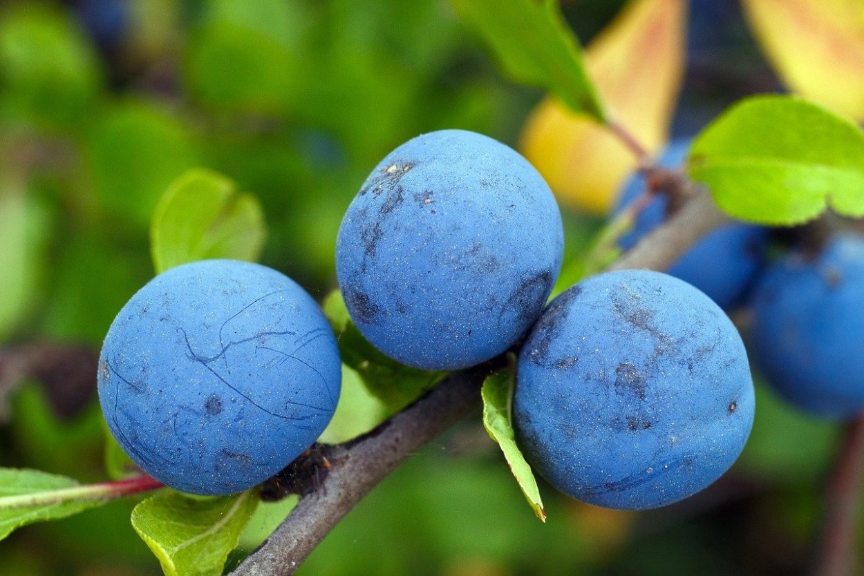 Prunus spinosa цветение