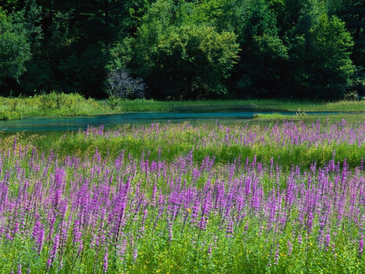 Полевые цветы средней полосы
