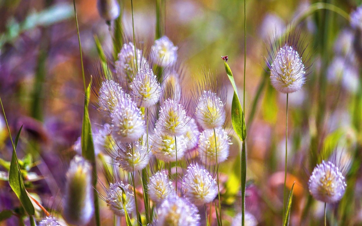 Полевые травы