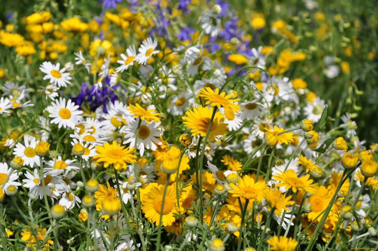Желтые луговые цветы Россия