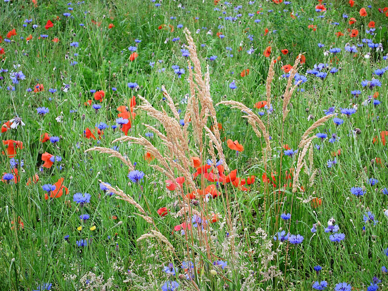 Луговые цветы на даче