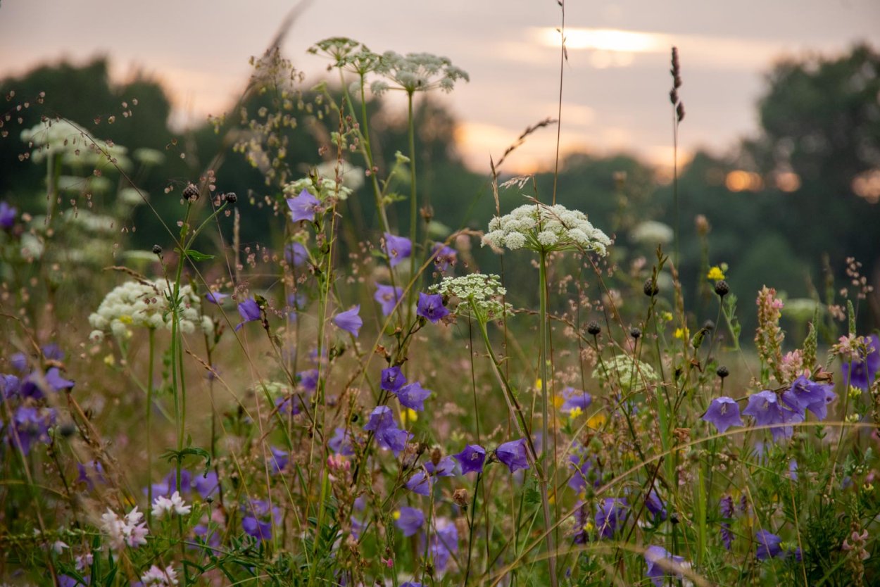 Поля разнотравье Алтая