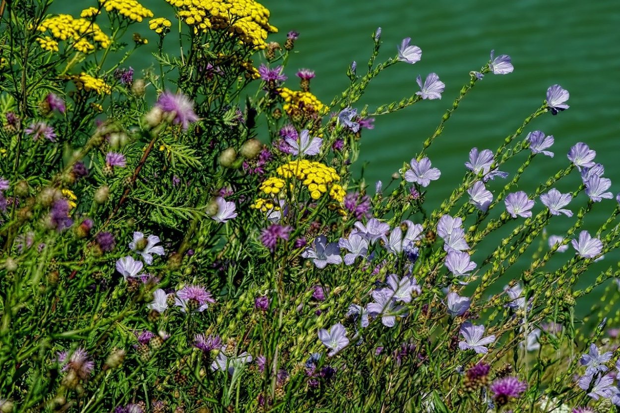 Крестовик цветок полевой поле