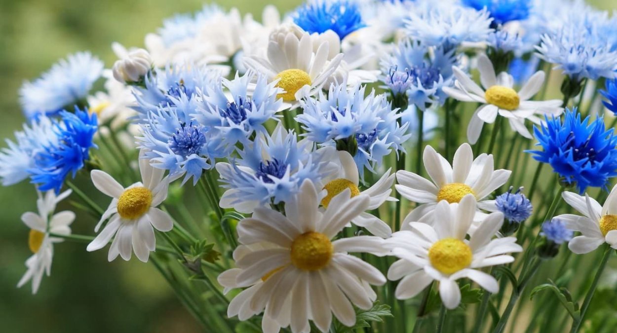 Цветы ромашки и васильки