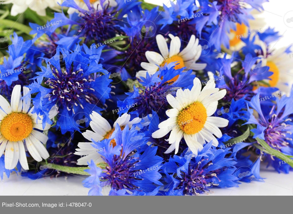 Ромашки с васильками