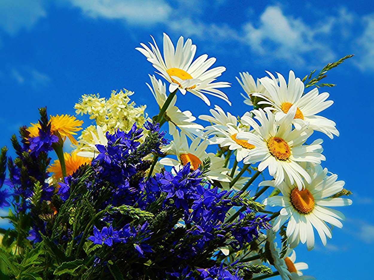 Ромашки с васильками