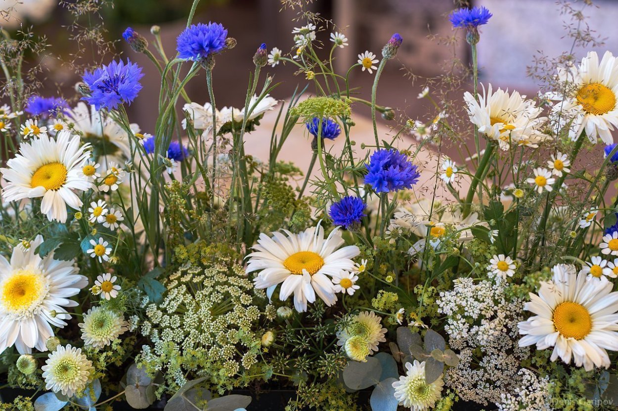 Цветы живые полевые