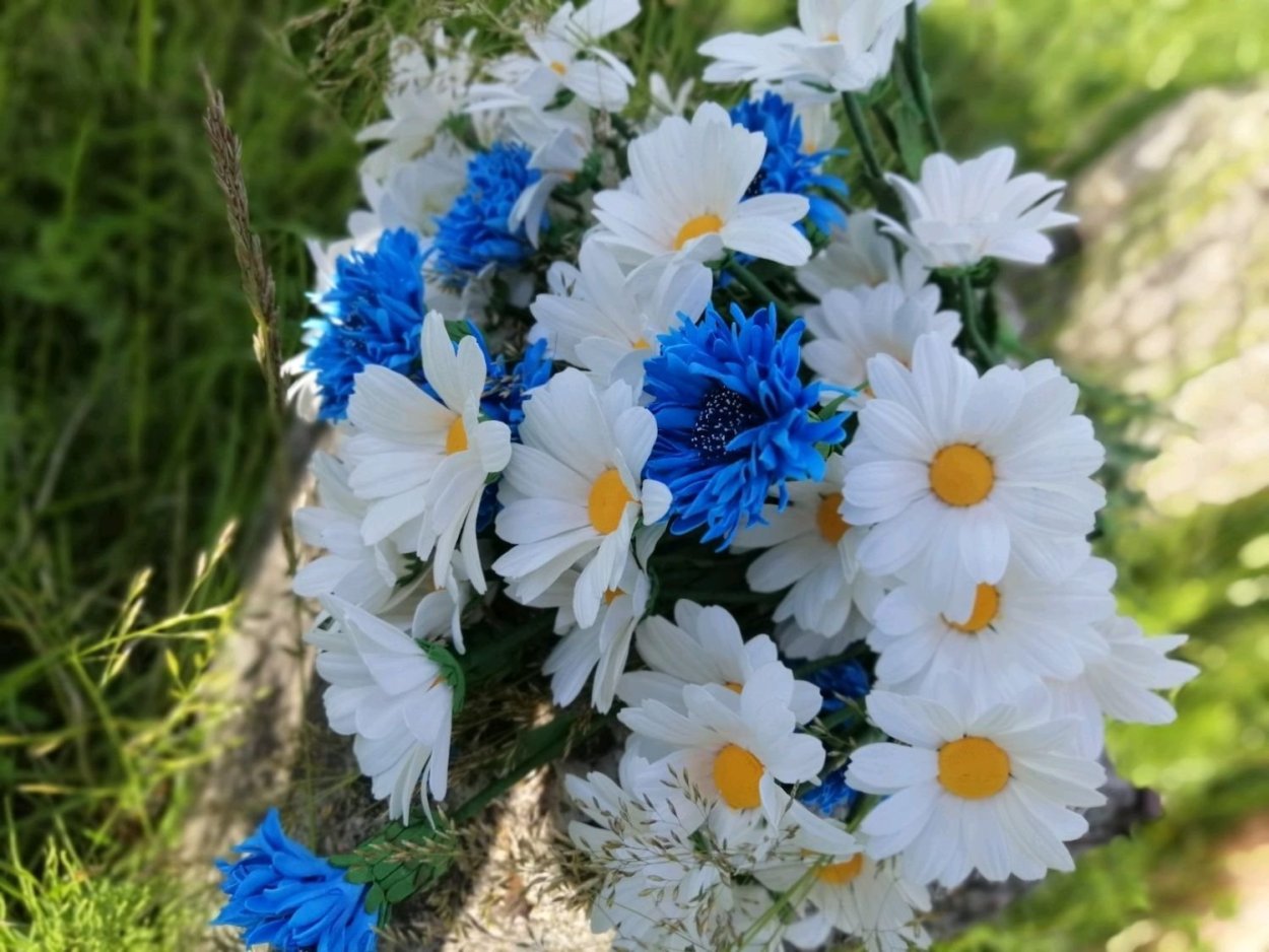 Полевые цветы васильки и ромашки