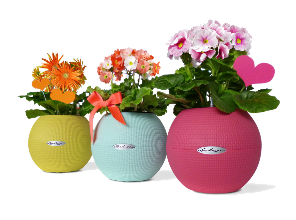 Lechuza puro 20 Фламинго