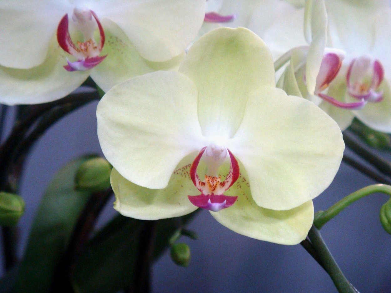 Фаленопсис Fortune Saltzman