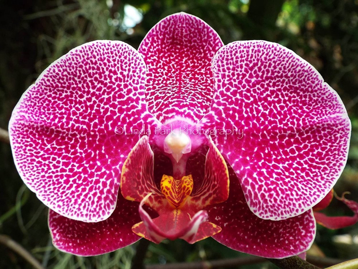 Spotty Pink фаленопсис