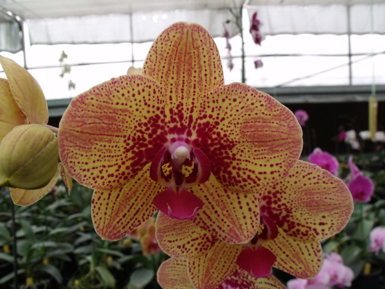 Фаленопсис Penny Love