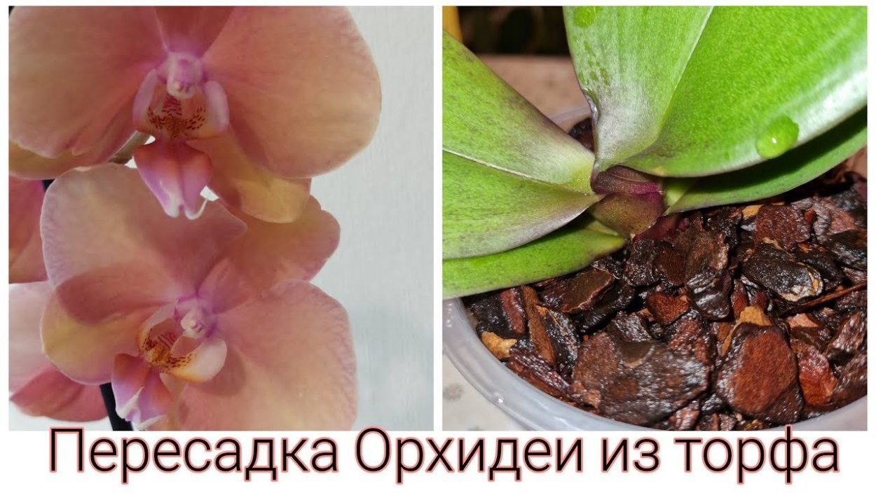 Фаленопсис Сапорита