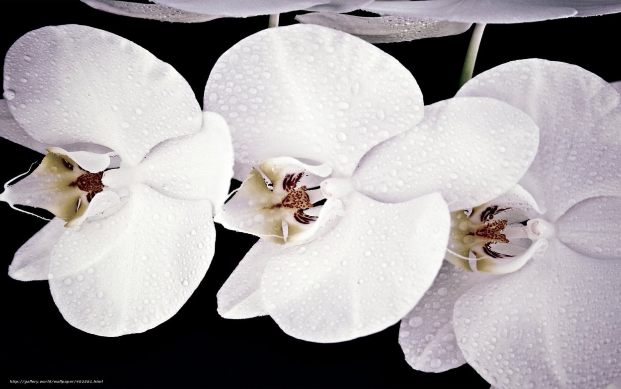 Орхидея Сапорита