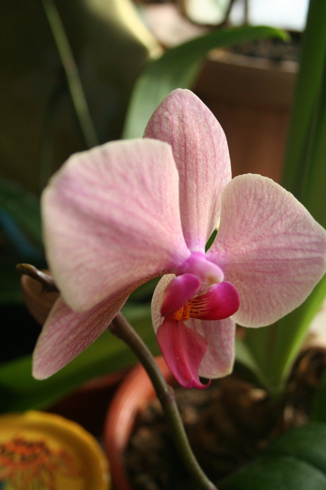 Midsummer Night Орхидея