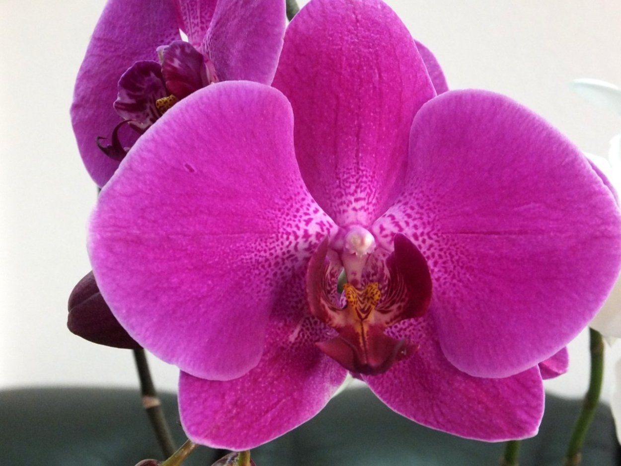 Орхидея Phalaenopsis 'Purple Miracle'