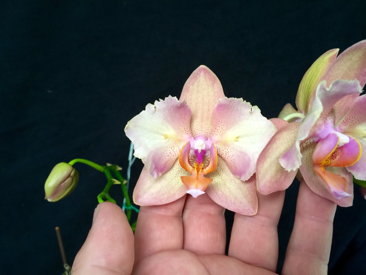 Фаленопсис Фуллер Сансет пелорик