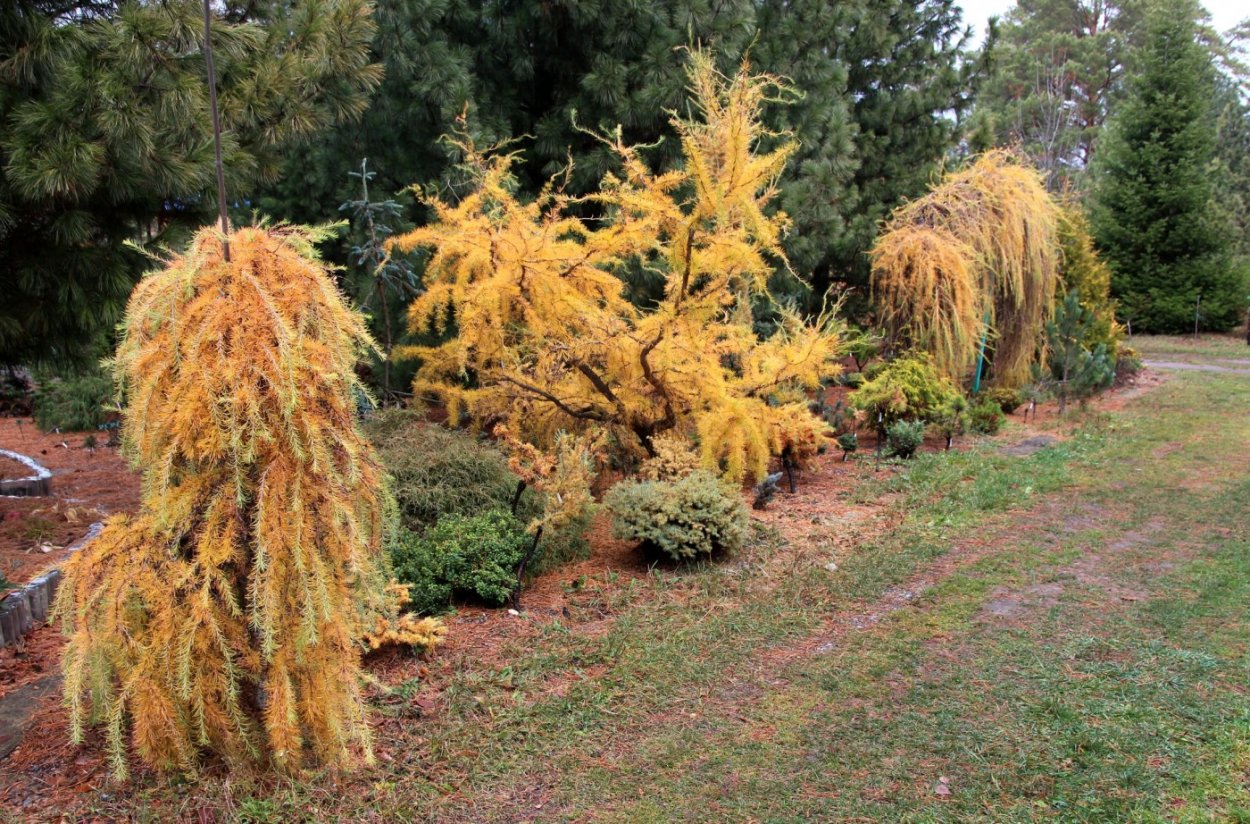 Лиственница Larix decidua