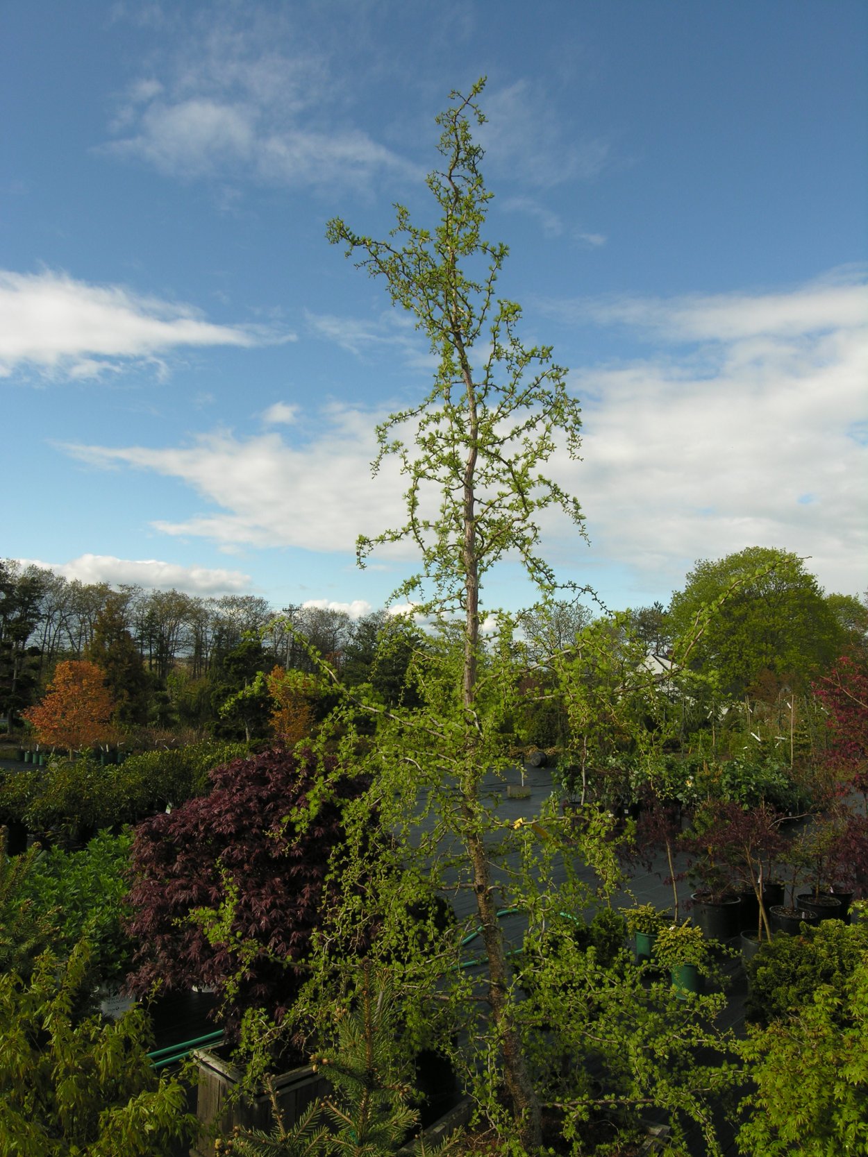 Лиственница европейская Horstmann Recurved