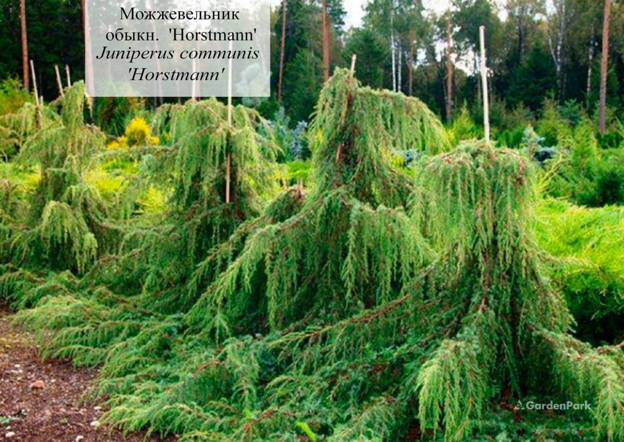 Можжевельник Хорстманн 10 летний