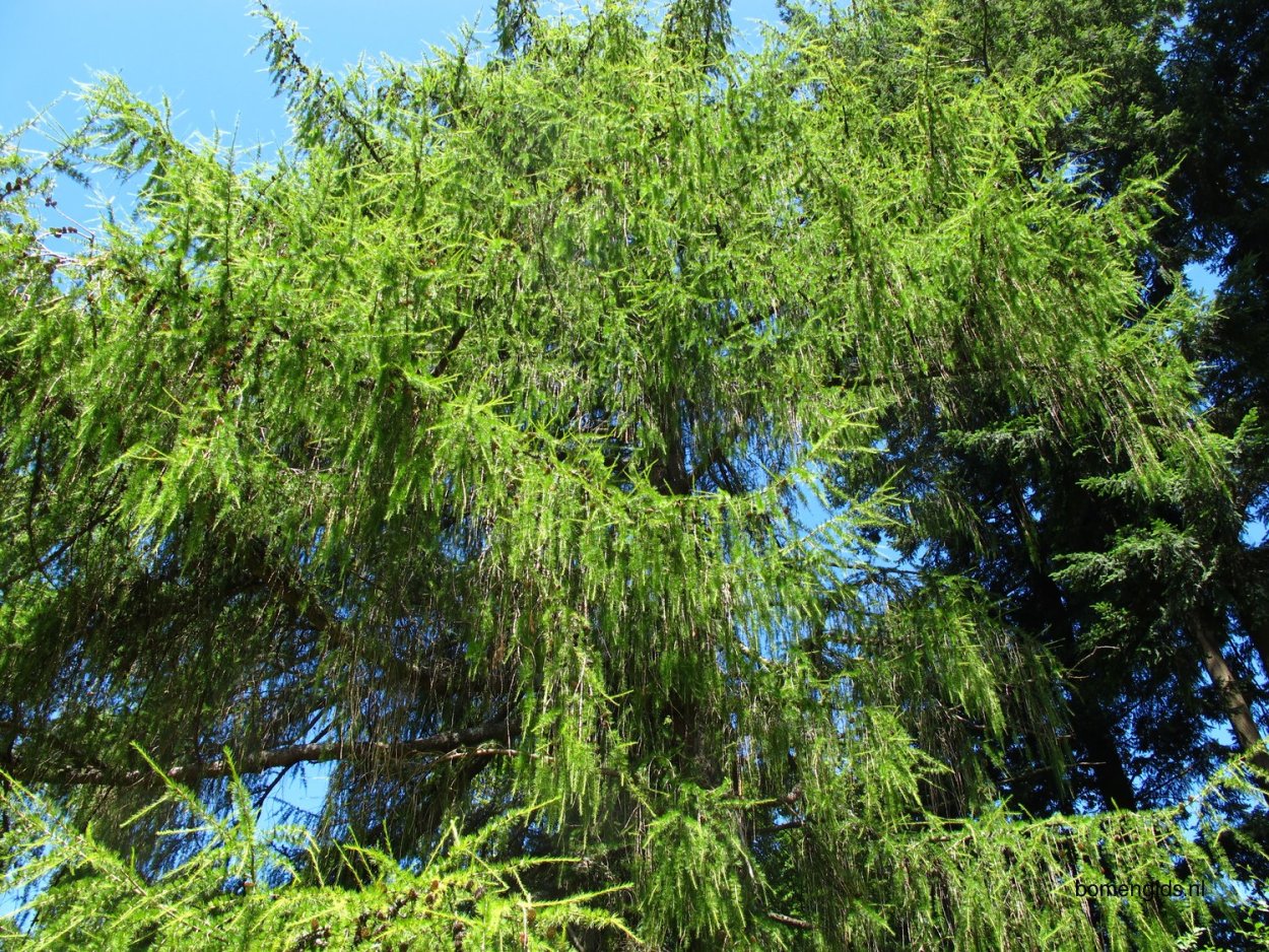 Лиственница Хорстманн на штамбе