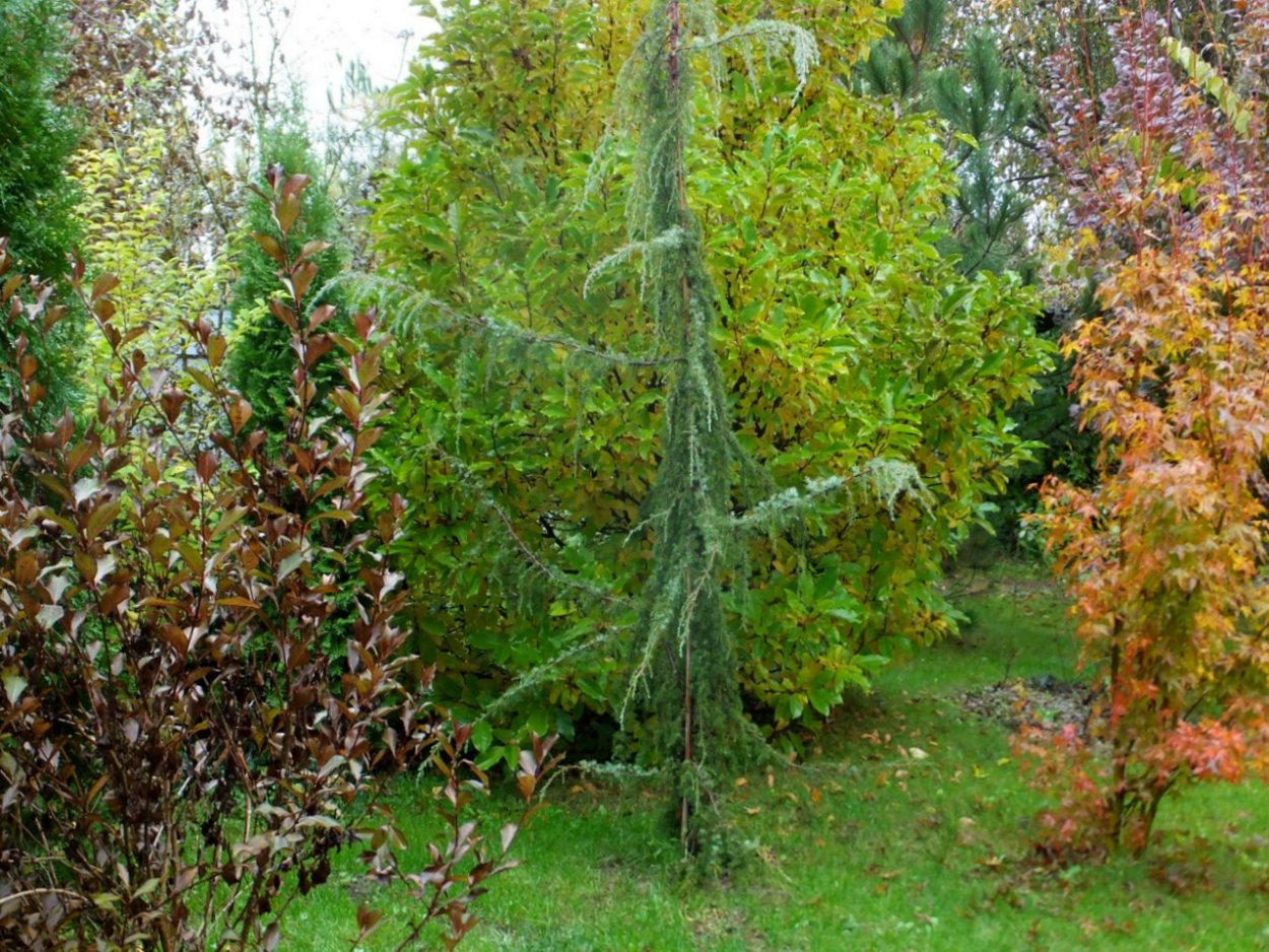 Можжевельник Хорстманн