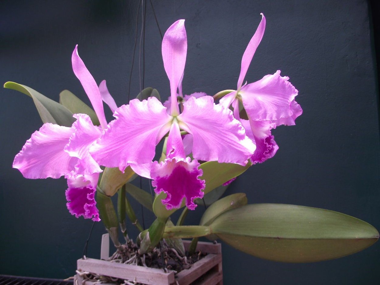 Каттлея warneri