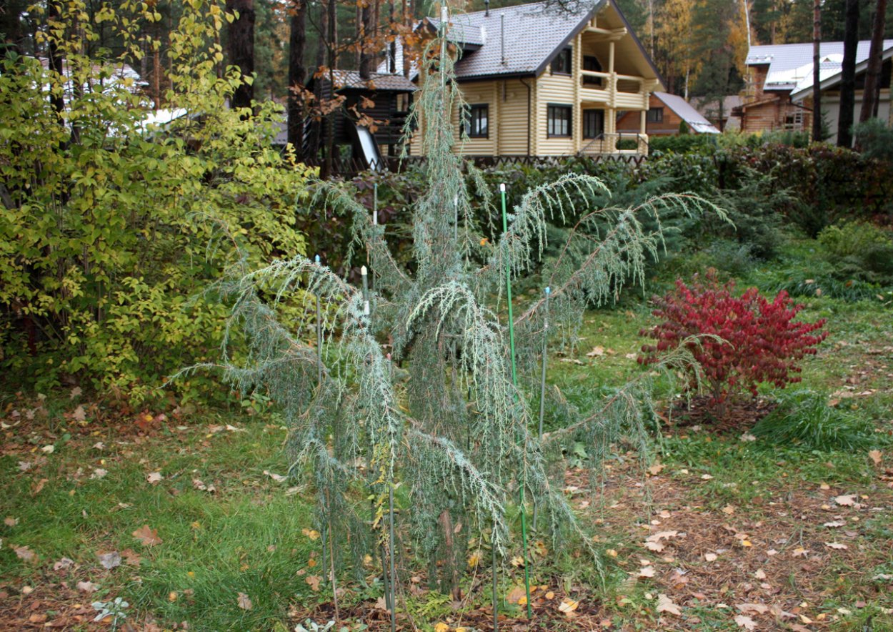 Лиственница Кемпфера Диана купить в Москве и Московской области