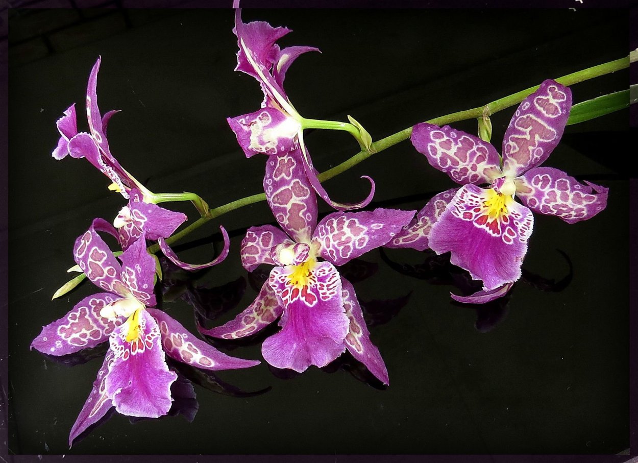 Орхидея Камбрия беаллара