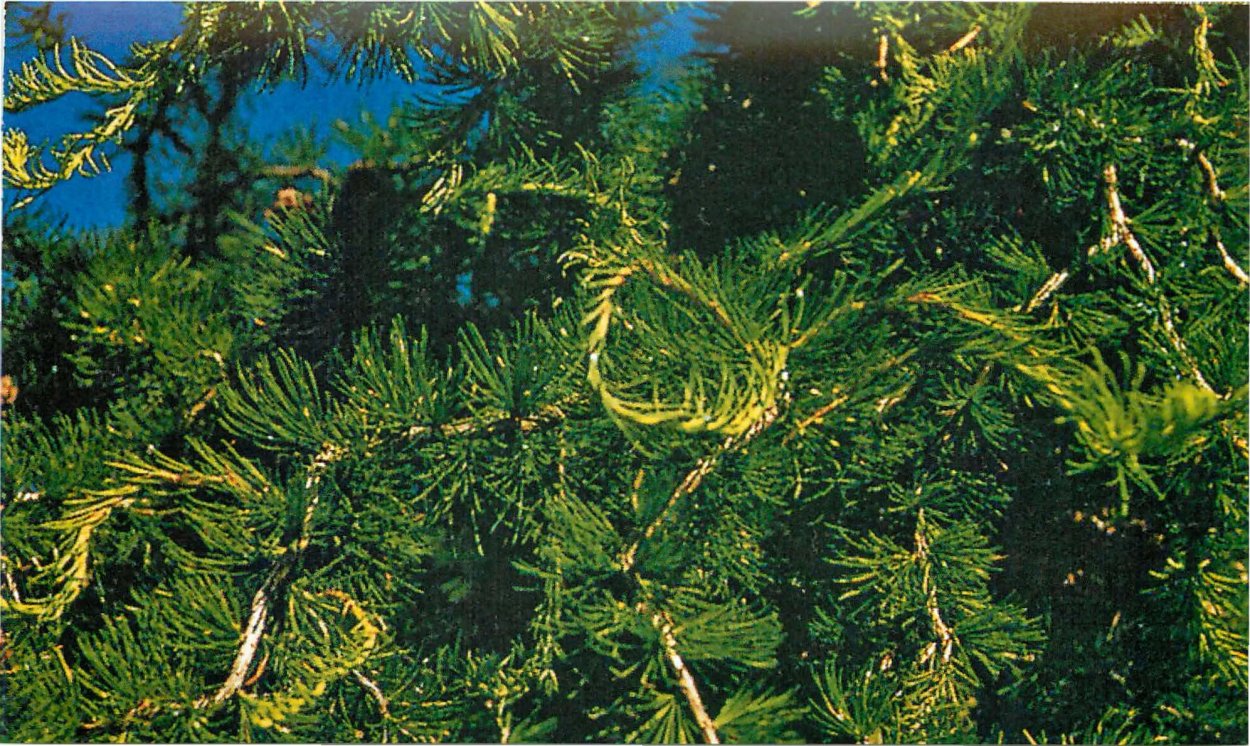 Можжевельник обыкновенный Хорстманн