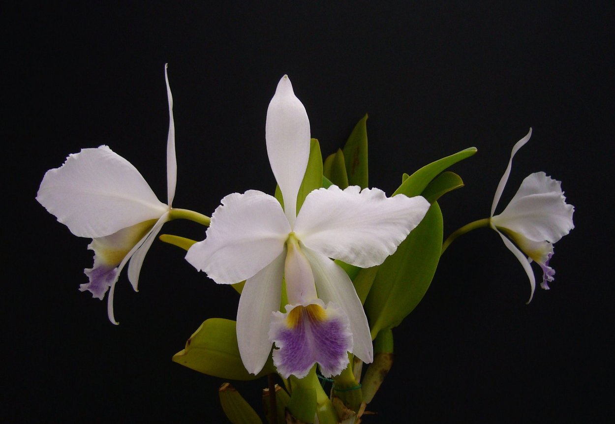 Cattleya Bright Angel