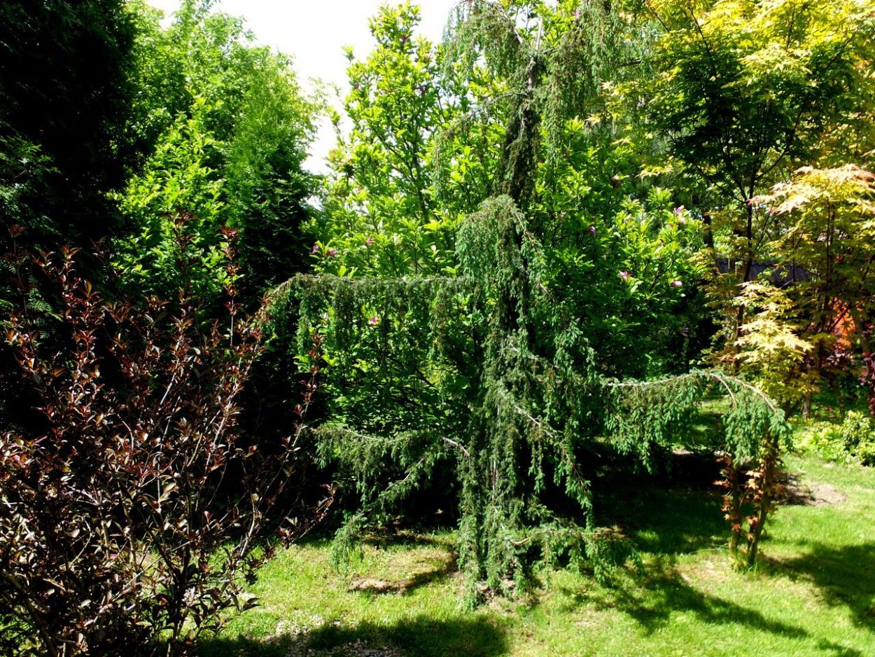 Можжевельник повислый