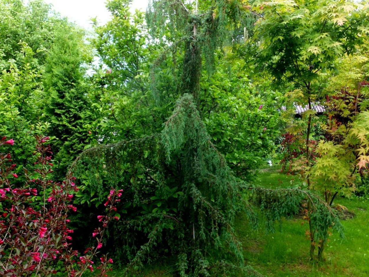 Ива плакучая и лиственница