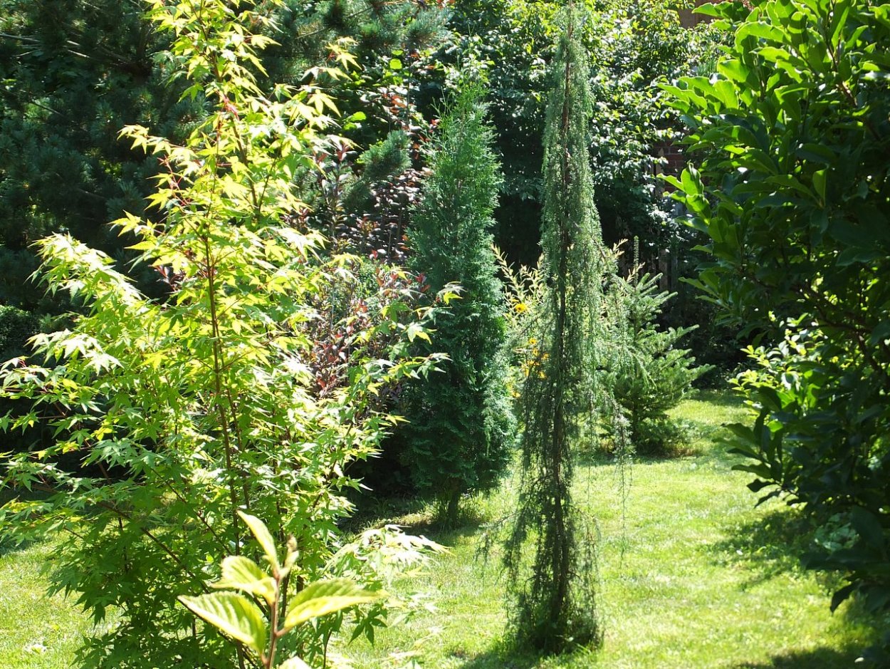 Лиственница Весна