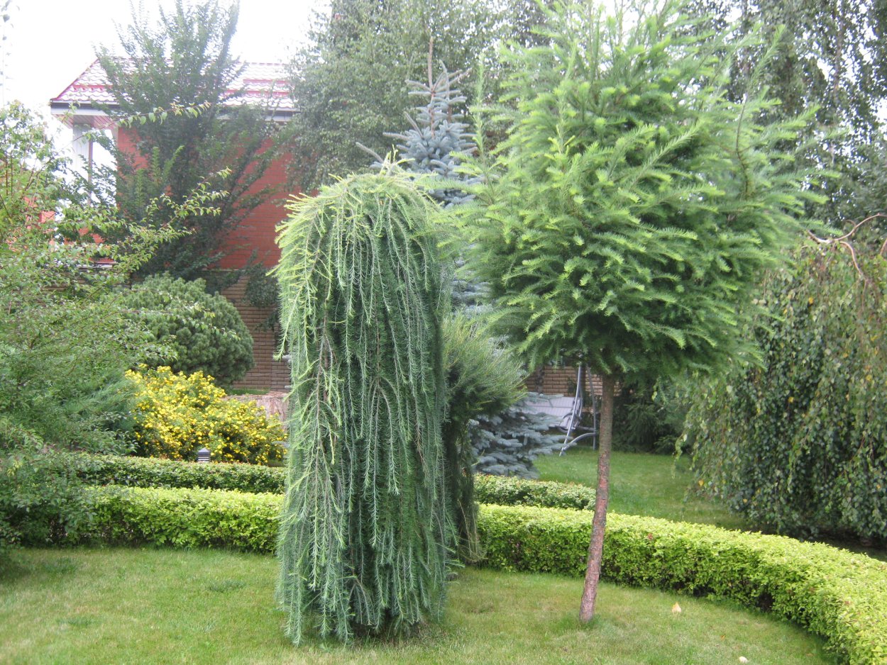 Кедр Алтайский glaucf pendula