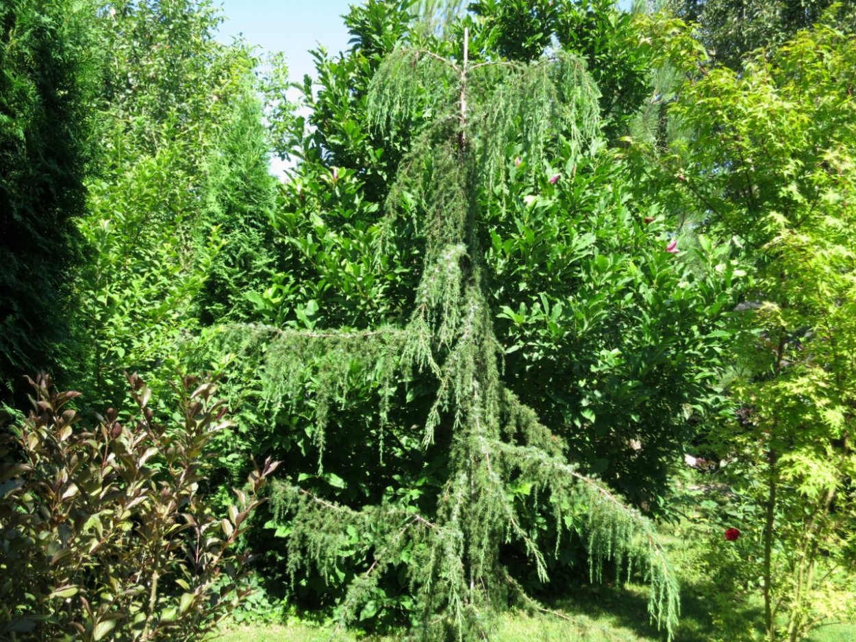 Лиственница европейская Крейчи